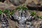 Euphorbia guillauminiana Ambarijeby GPS244 a 245 Mad 2015_1095.jpg